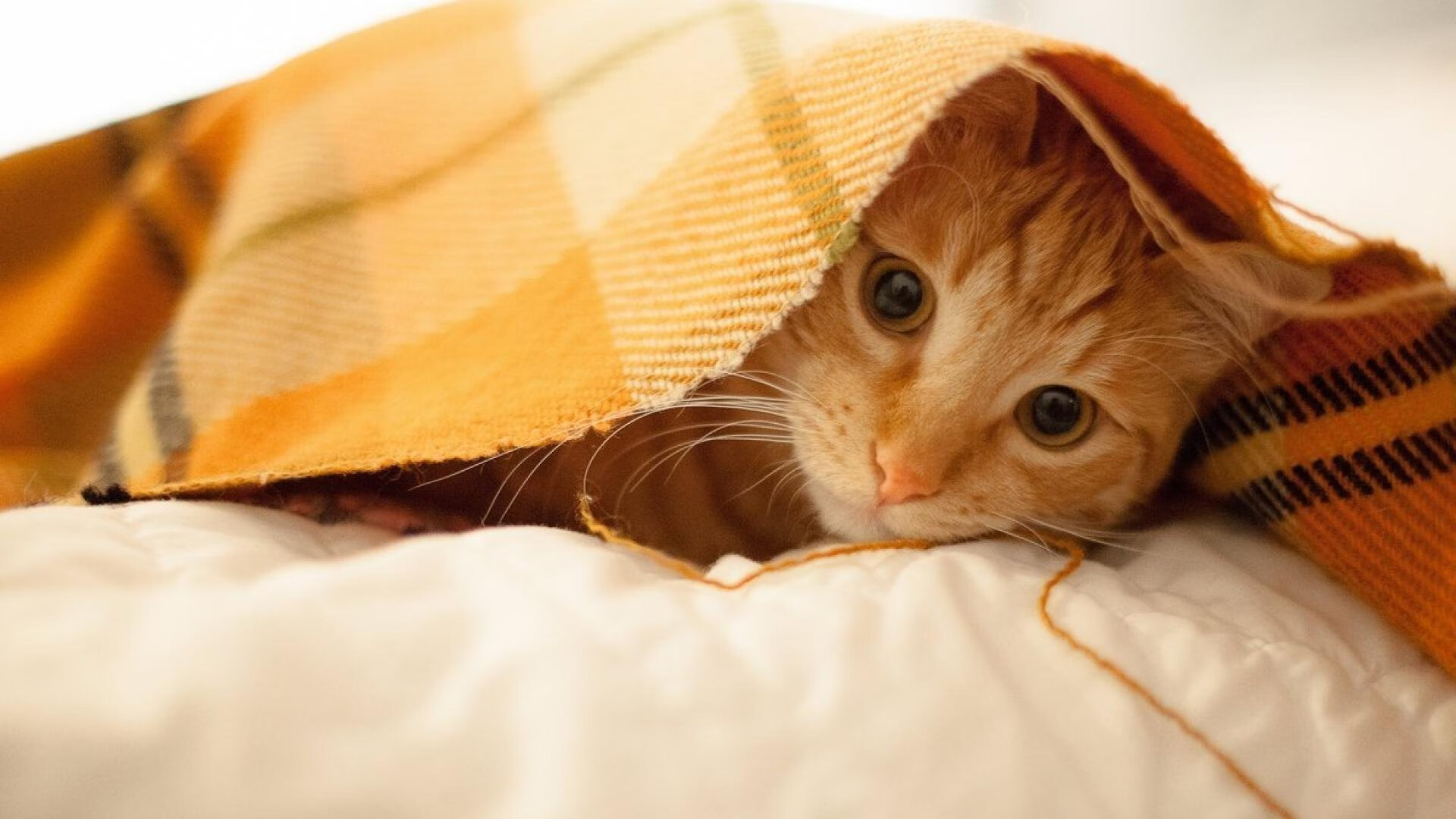 不朽的逆袭，汉密尔顿以一己之力改写赛场法则