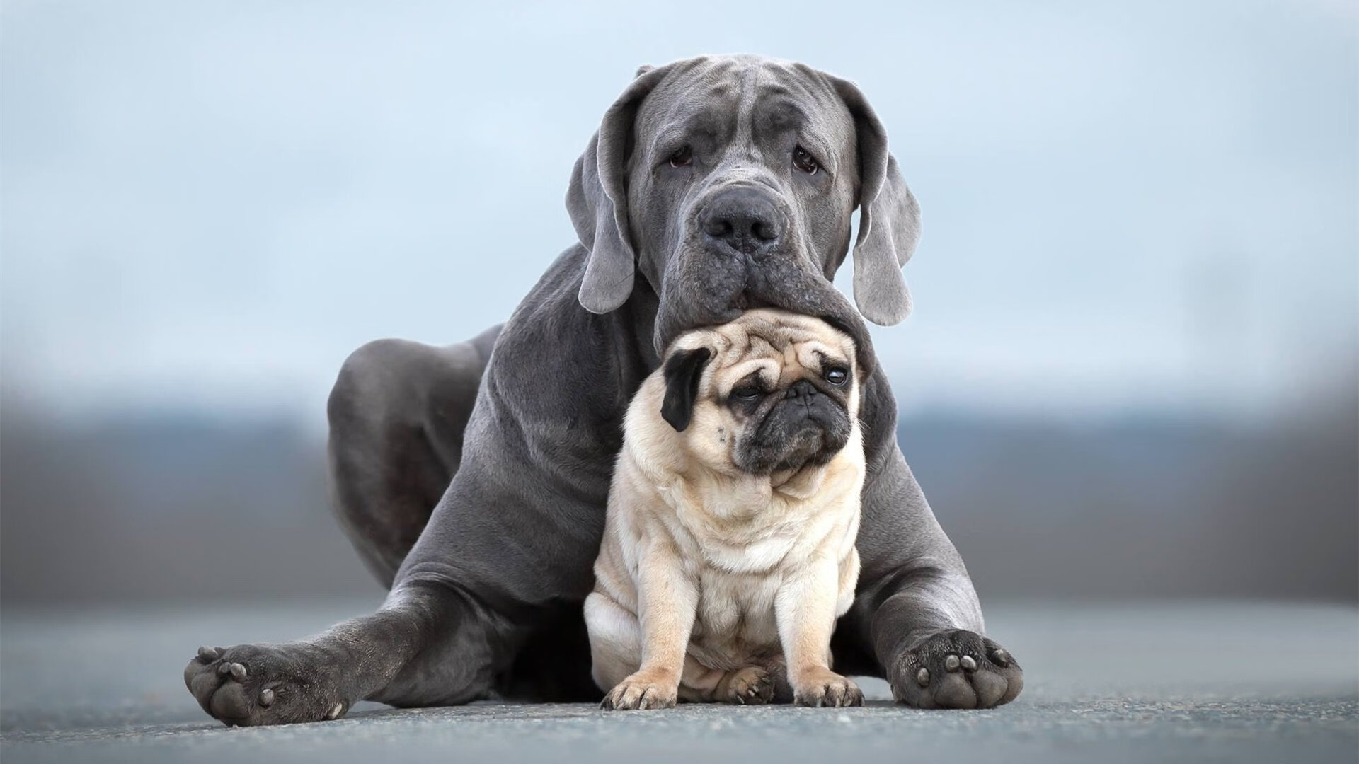 爆冷与统治,印度队力克丹麦背后,陈雨菲如何惊艳世界?