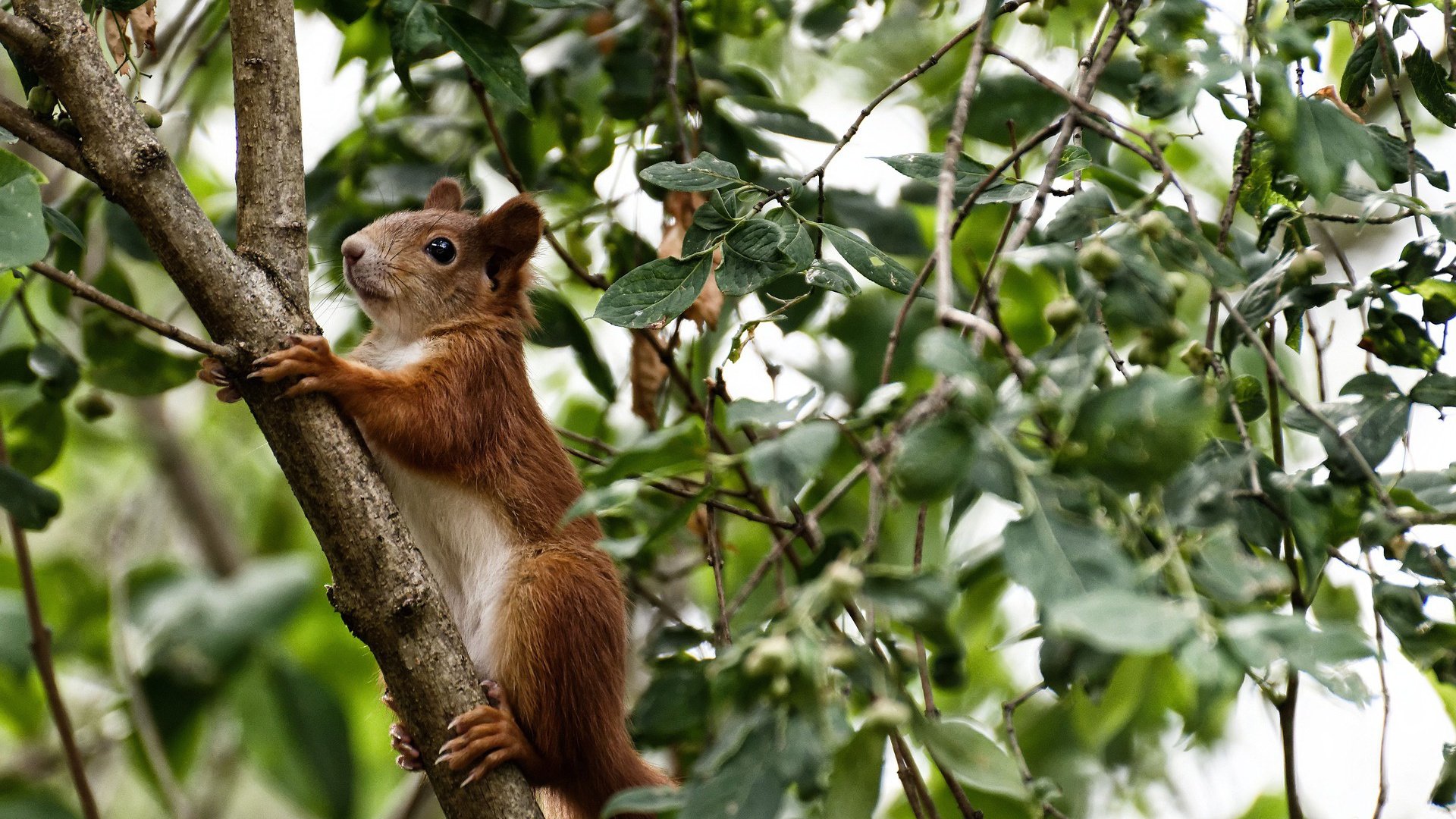 银箭风暴再临，诺里斯人车合一击碎威廉姆斯复兴梦