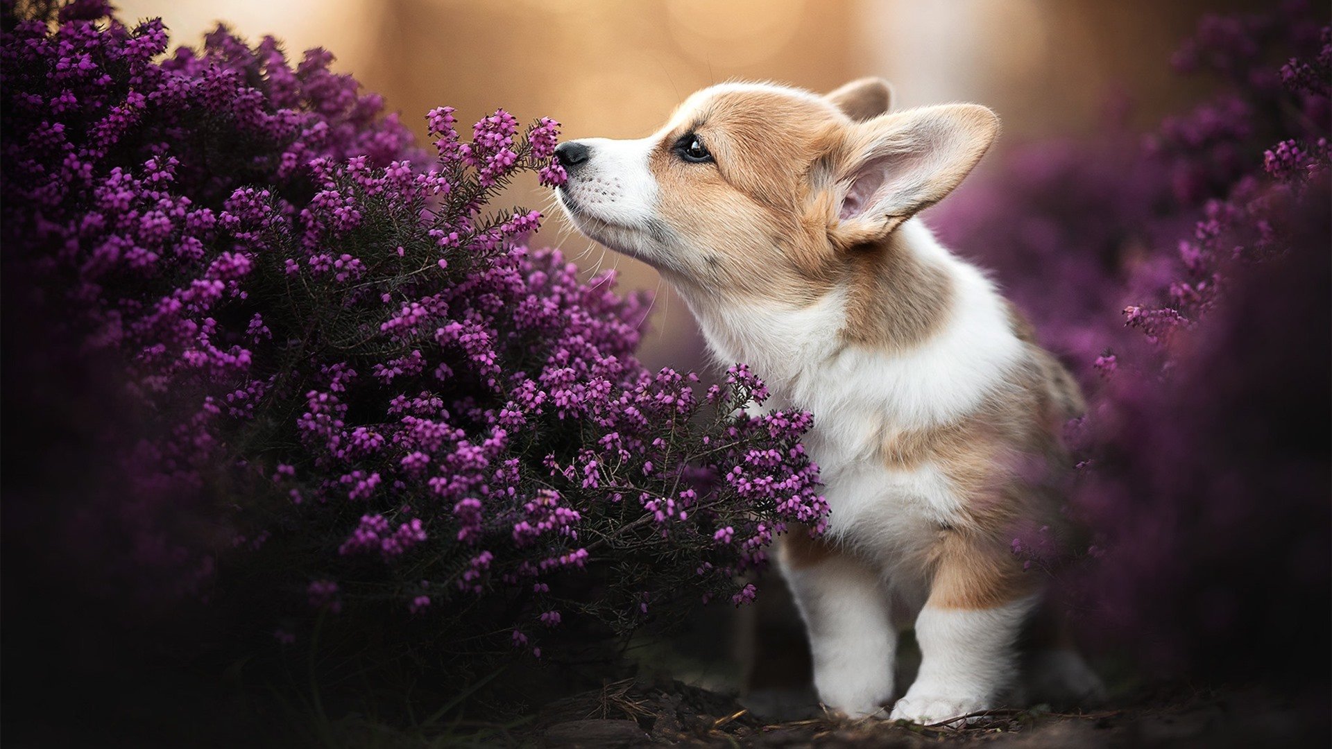 重剑封喉，哈登关键锁链助辽宁全明星队提前终结悬念独行侠