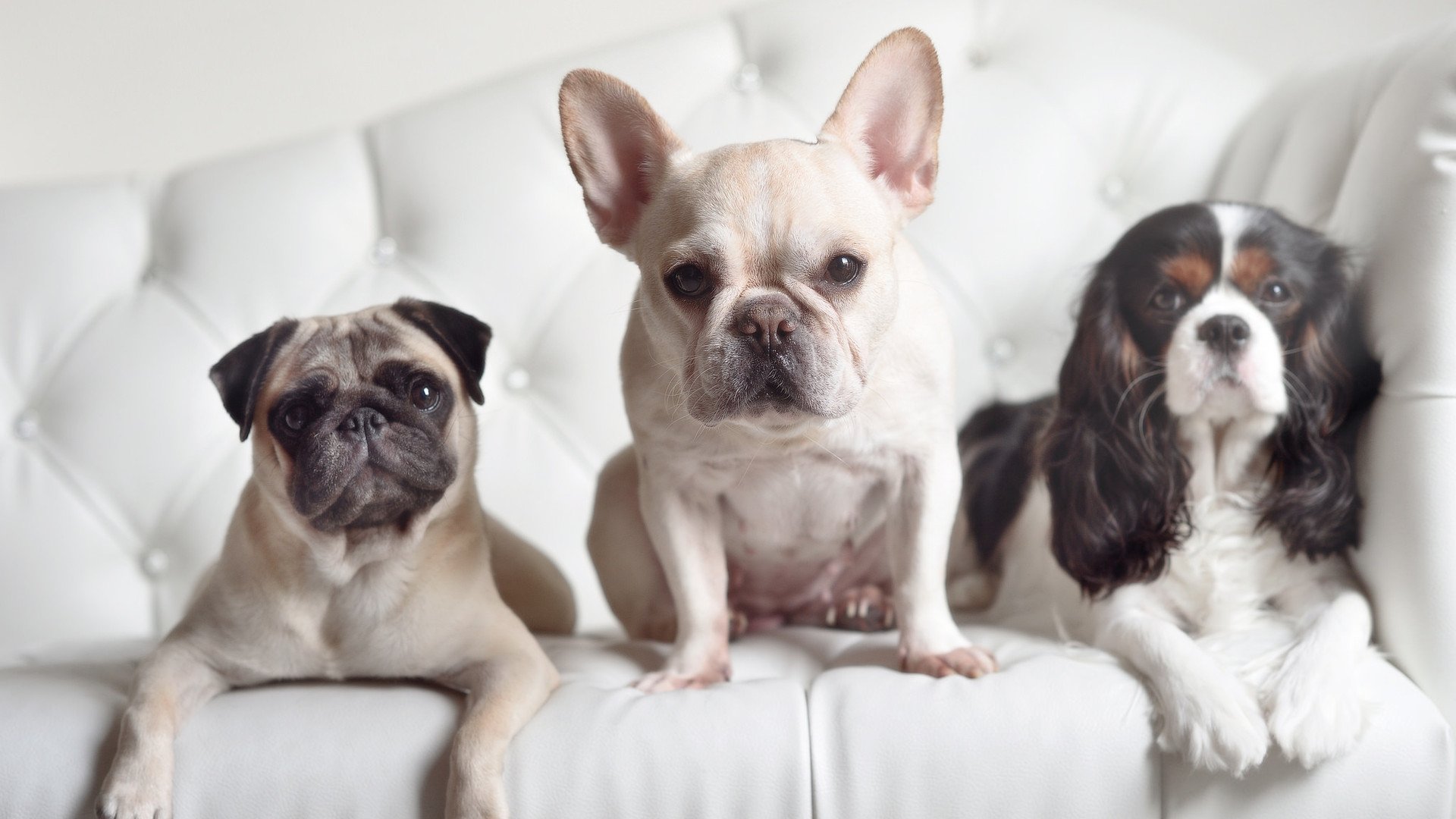 奥运前哨战,猛龙爆冷鹈鹕,年轻风暴搅动周期版图