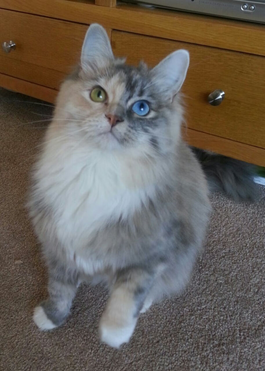 跨洋之战!篮网2分险胜辽宁 布伦森狂轰52分打碎质疑