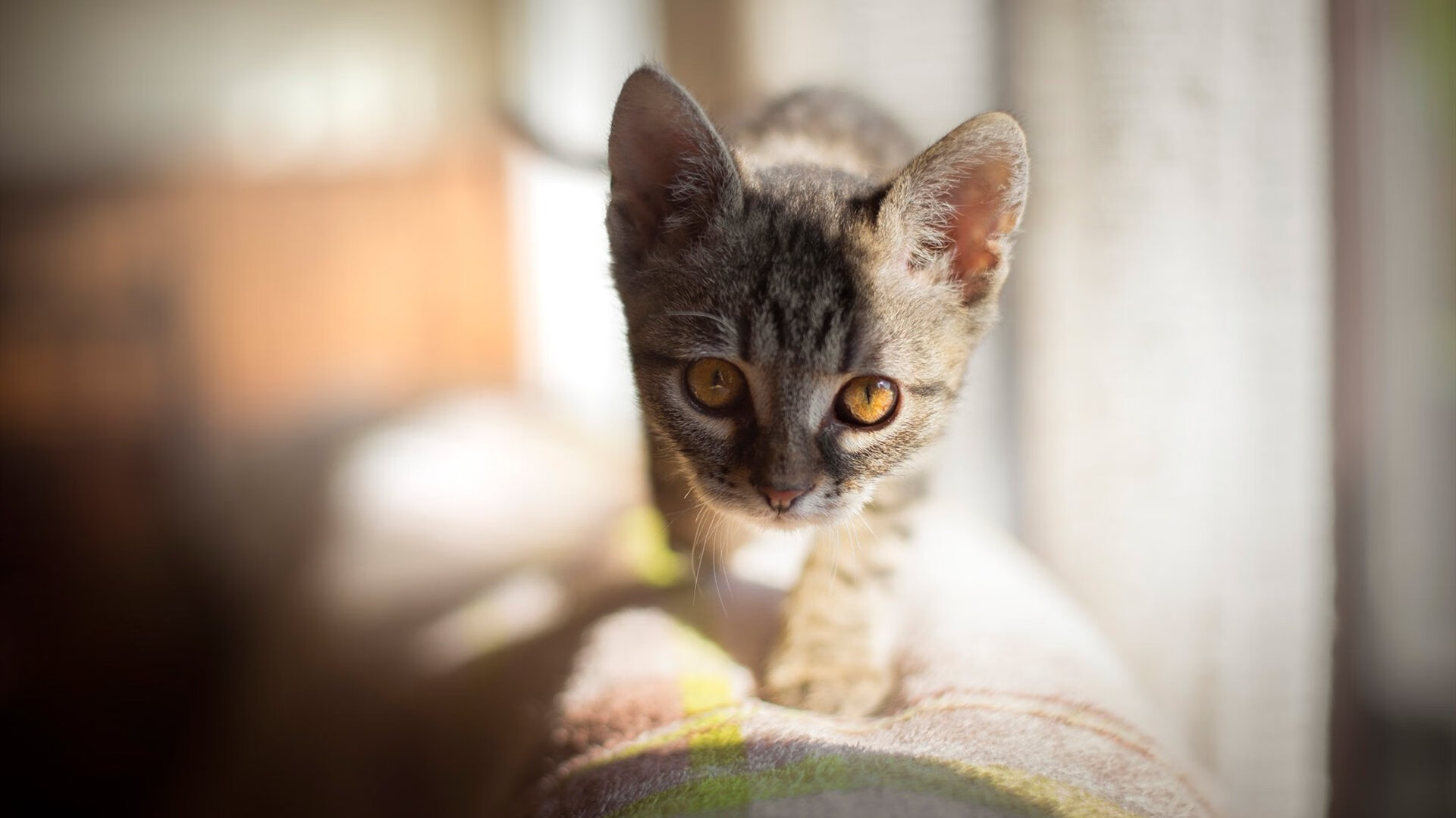 冷门之巅,当库尔图瓦的十指关,扼住德国战车的钢铁洪流