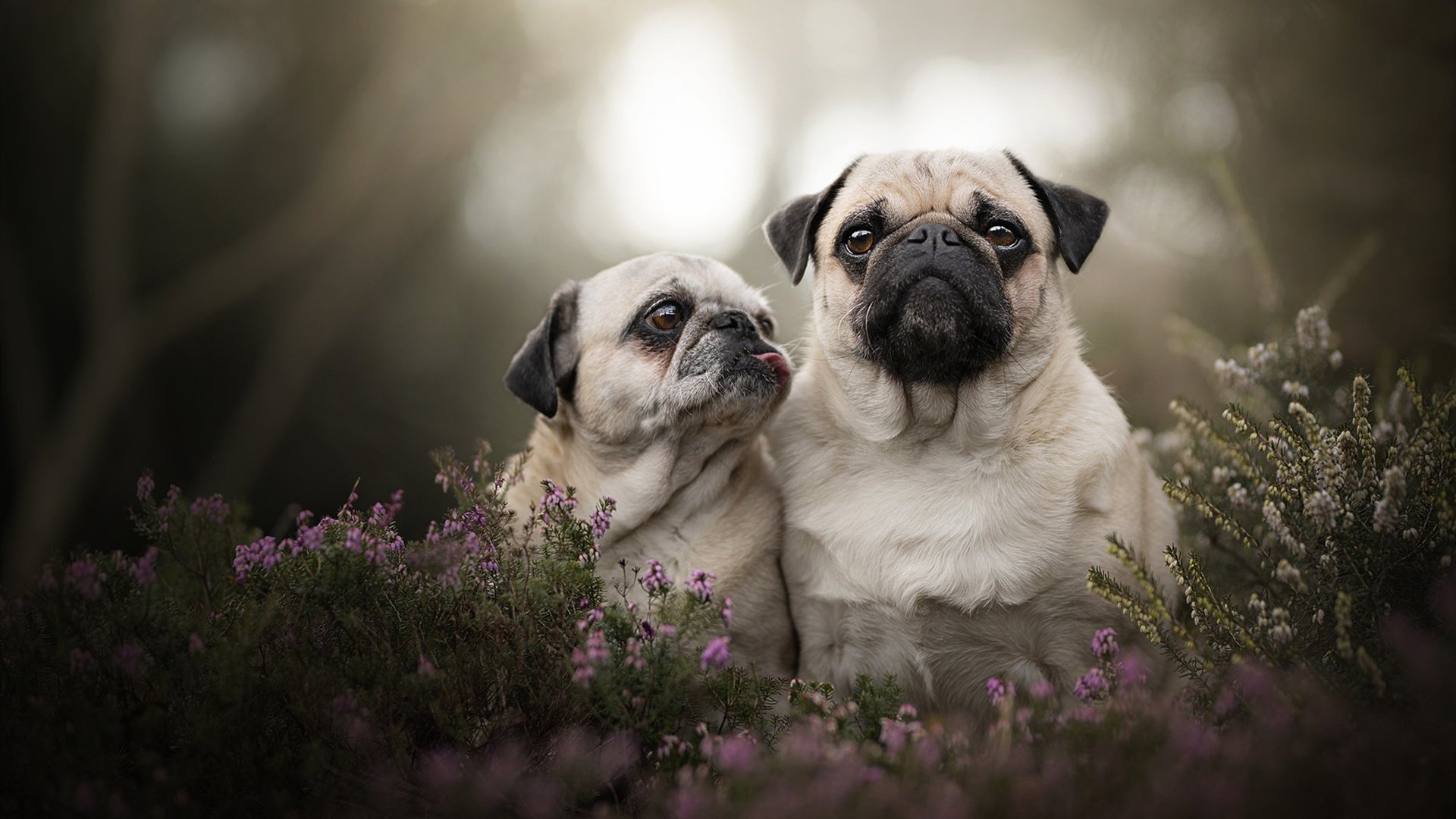 冷门之巅,当库尔图瓦的十指关,扼住德国战车的钢铁洪流