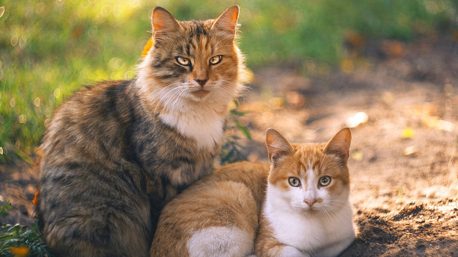 新王与旧秩序,当李刚仁的冰刃刺穿巴黎的铁幕