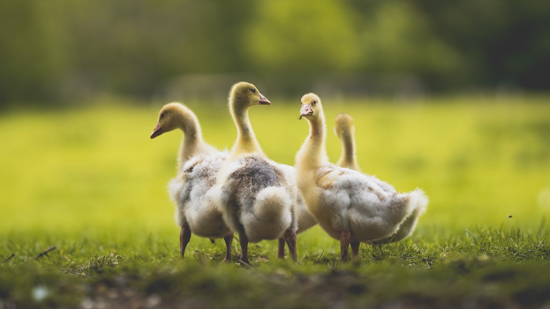 斗牛士与公牛,罗德里戈一脚刺穿乌拉圭铁幕