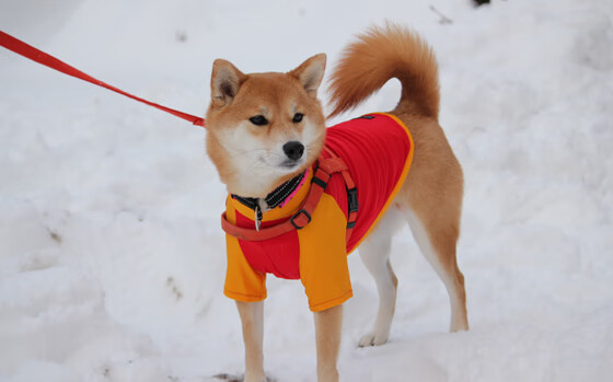 孤胆英雄难救主!爱德华兹空砍40+热火团队狂潮席卷吉林