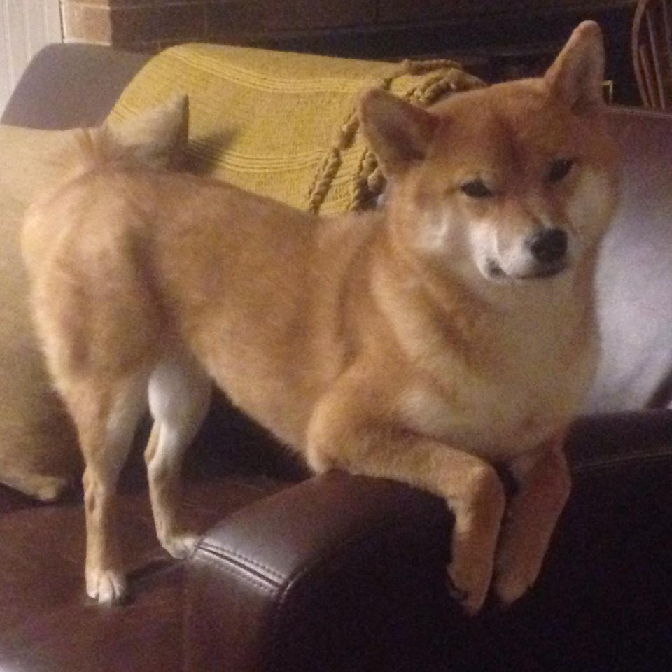 绿茵硝烟未散，篮坛已现终结者，当欧冠激情照亮尼克斯的封神之路